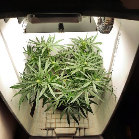 Golden Goat S1 growlog timeline photo