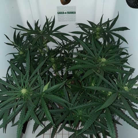 Golden Goat S1 growlog timeline photo
