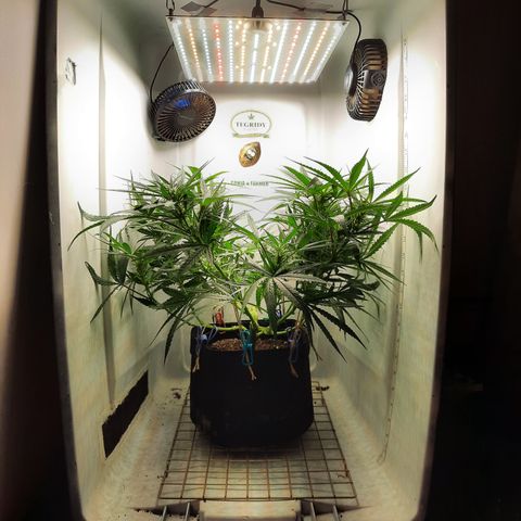 Golden Goat S1 growlog timeline photo