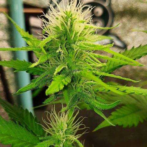 Doctor Seedsman CBD  #1 growlog timeline photo