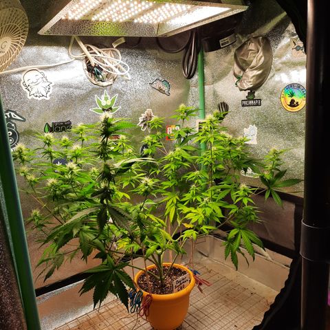 Doctor Seedsman CBD  #1 growlog timeline photo