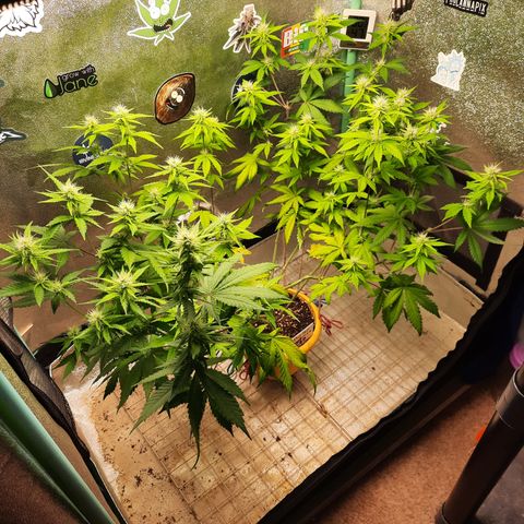 Doctor Seedsman CBD  #1 growlog timeline photo