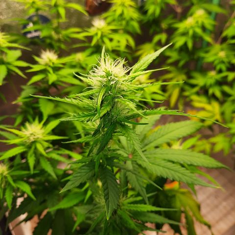 Doctor Seedsman CBD  #1 growlog timeline photo