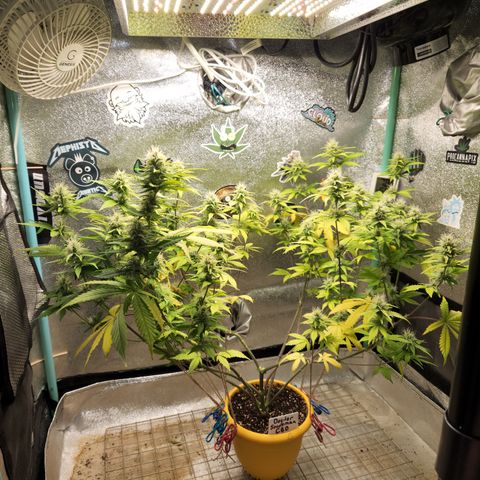 Doctor Seedsman CBD  #1 growlog timeline photo
