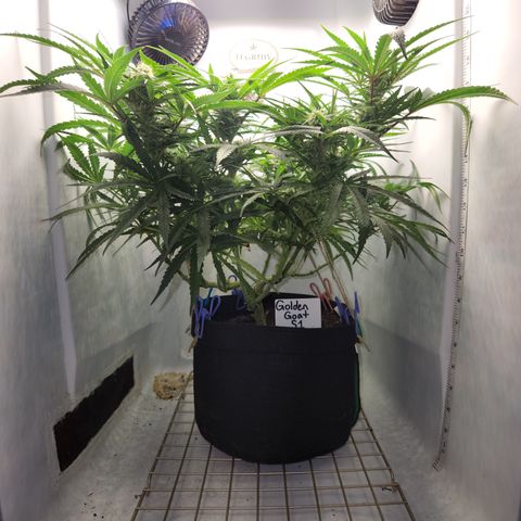 Golden Goat S1 growlog timeline photo