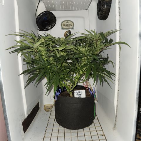 Golden Goat S1 growlog timeline photo