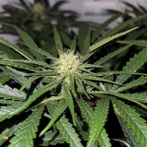Golden Goat S1 growlog timeline photo