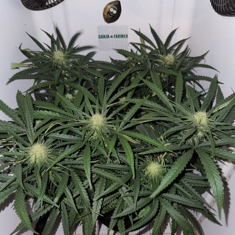 Golden Goat S1 growlog timeline photo