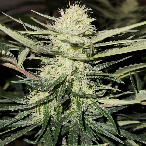 Golden Goat S1 growlog timeline photo