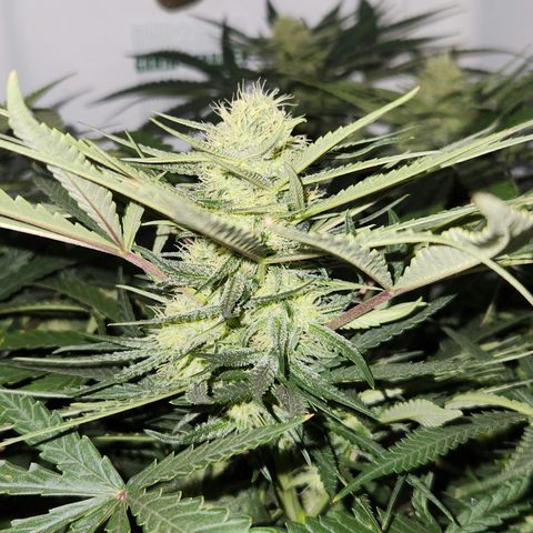 Golden Goat S1 growlog timeline photo