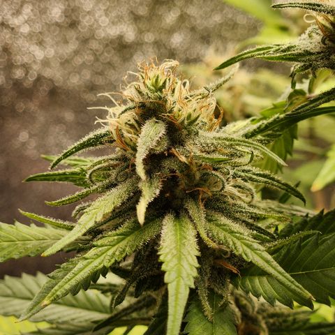 Doctor Seedsman CBD  #1 growlog timeline photo