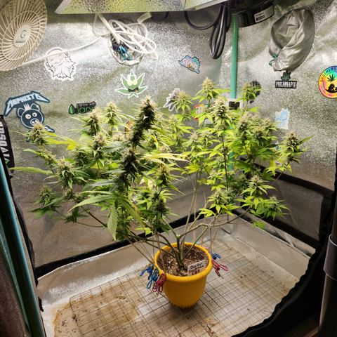 Doctor Seedsman CBD  #1 growlog timeline photo