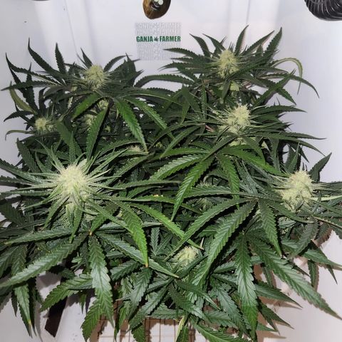 Golden Goat S1 growlog timeline photo