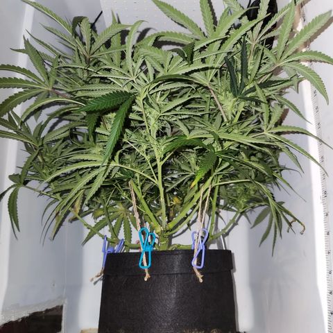 Golden Goat S1 growlog timeline photo