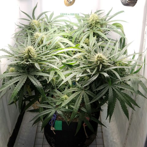 Golden Goat S1 growlog timeline photo
