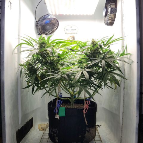 Golden Goat S1 growlog timeline photo