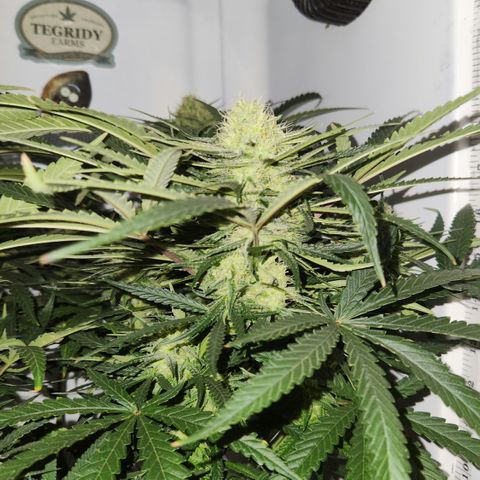 Golden Goat S1 growlog timeline photo