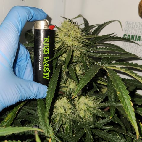 Golden Goat S1 growlog timeline photo
