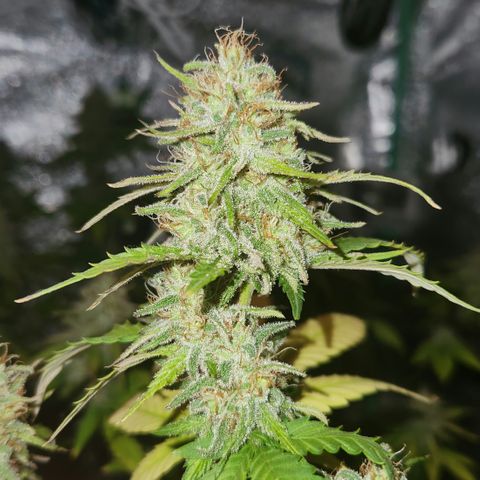 Doctor Seedsman CBD  #1 growlog timeline photo