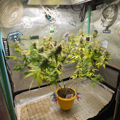 Doctor Seedsman CBD  #1 growlog timeline photo