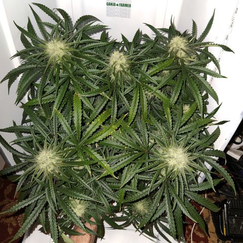 Golden Goat S1 growlog timeline photo