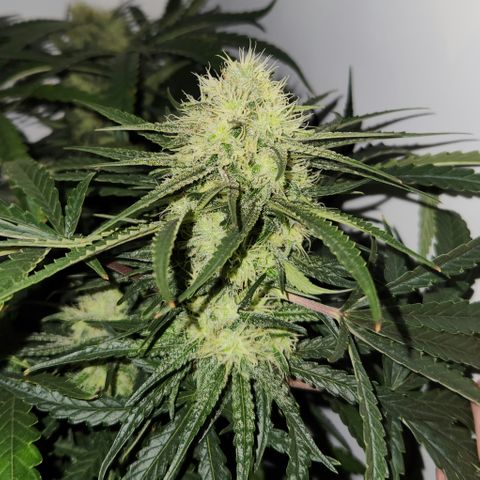 Golden Goat S1 growlog timeline photo