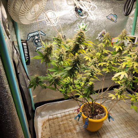 Doctor Seedsman CBD  #1 growlog timeline photo
