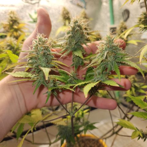 Doctor Seedsman CBD  #1 growlog timeline photo