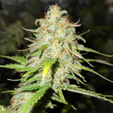 Doctor Seedsman CBD  #1 growlog timeline photo