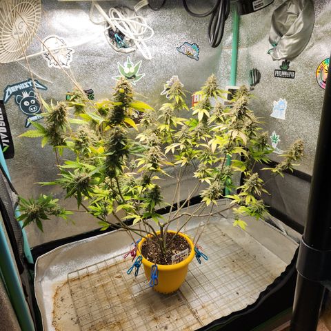 Doctor Seedsman CBD  #1 growlog timeline photo