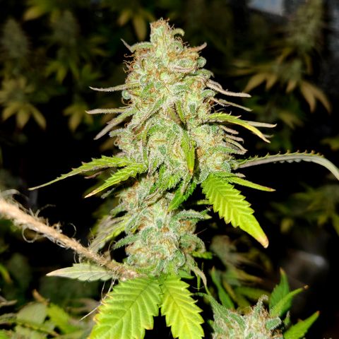 Doctor Seedsman CBD  #1 growlog timeline photo