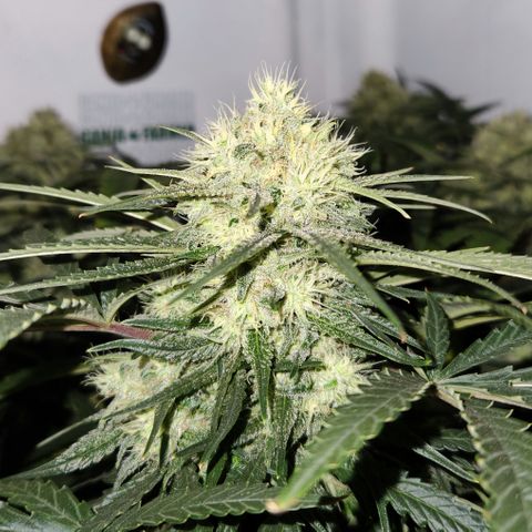 Golden Goat S1 growlog timeline photo