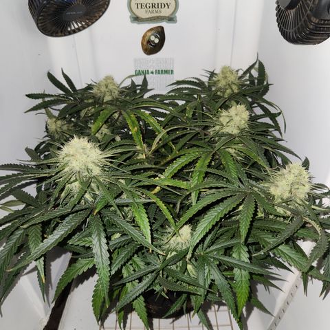 Golden Goat S1 growlog timeline photo
