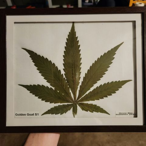 Golden Goat S1 growlog timeline photo