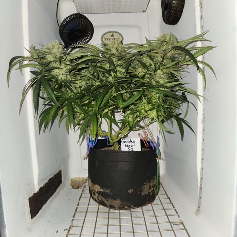Golden Goat S1 growlog timeline photo