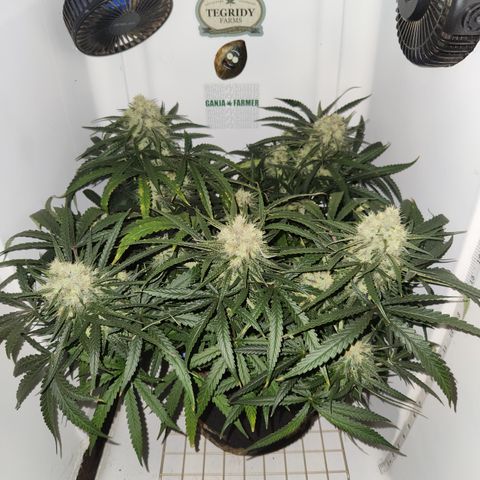 Golden Goat S1 growlog timeline photo