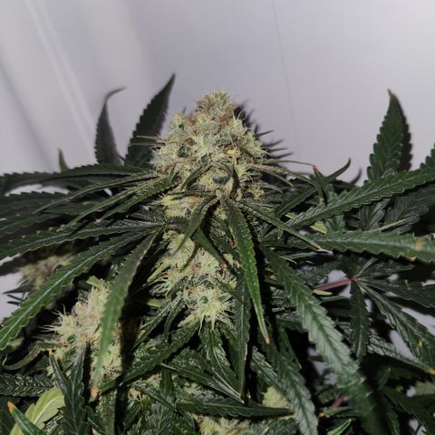 Golden Goat S1 growlog timeline photo