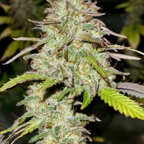 Doctor Seedsman CBD  #1 growlog timeline photo