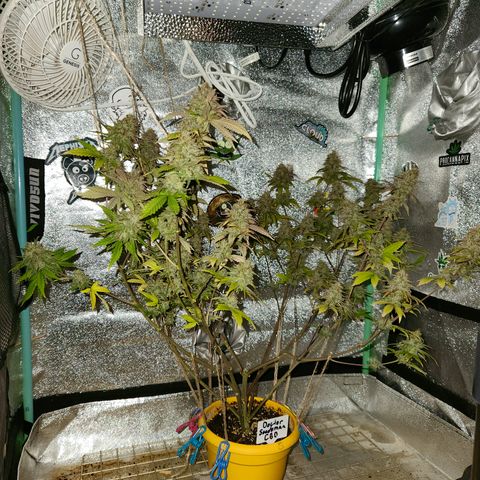 Doctor Seedsman CBD  #1 growlog timeline photo