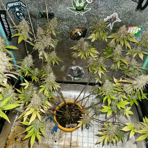 Doctor Seedsman CBD  #1 growlog timeline photo