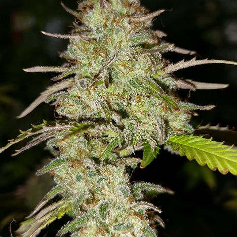 Doctor Seedsman CBD  #1 growlog timeline photo