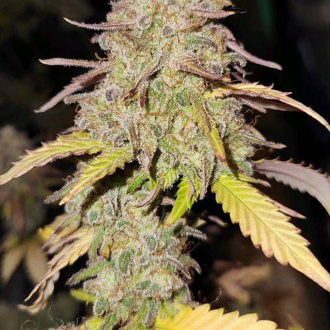 Doctor Seedsman CBD  #1 growlog timeline photo
