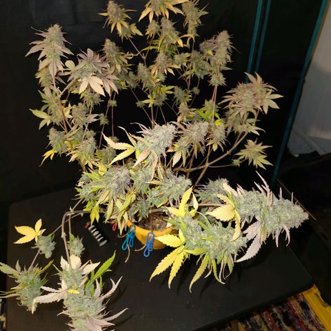 Doctor Seedsman CBD  #1 growlog timeline photo
