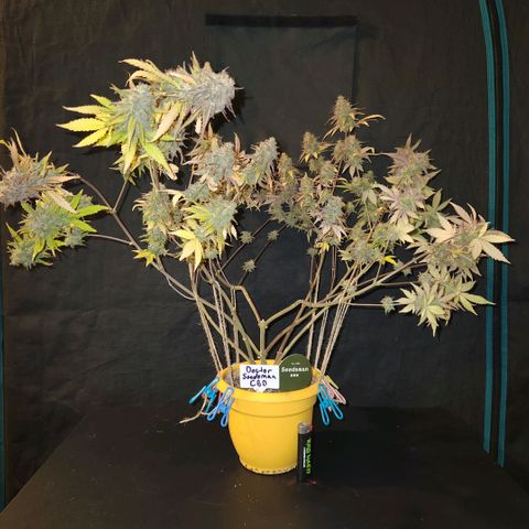Doctor Seedsman CBD  #1 growlog timeline photo