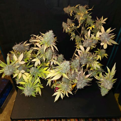 Doctor Seedsman CBD  #1 growlog timeline photo