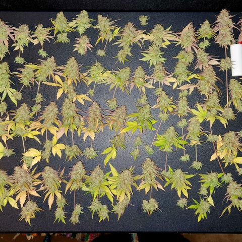 Doctor Seedsman CBD  #1 growlog timeline photo