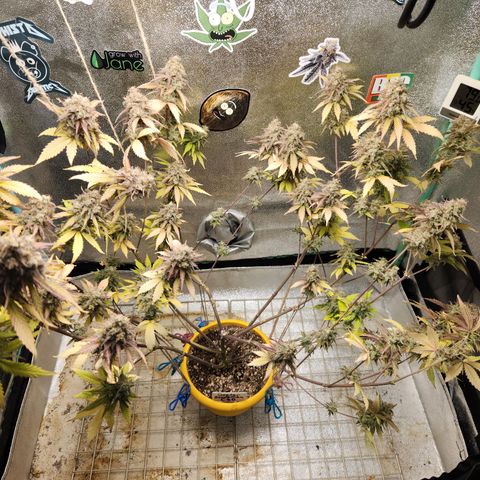 Doctor Seedsman CBD  #1 growlog timeline photo