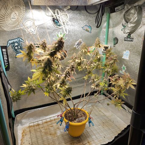 Doctor Seedsman CBD  #1 growlog timeline photo
