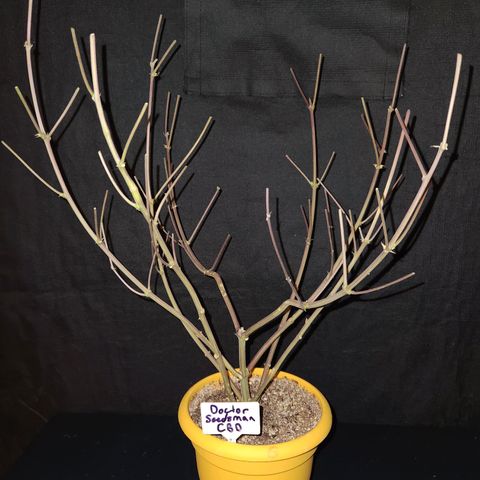 Doctor Seedsman CBD  #1 growlog timeline photo