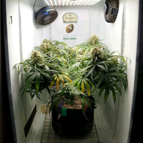 Golden Goat S1 growlog timeline photo